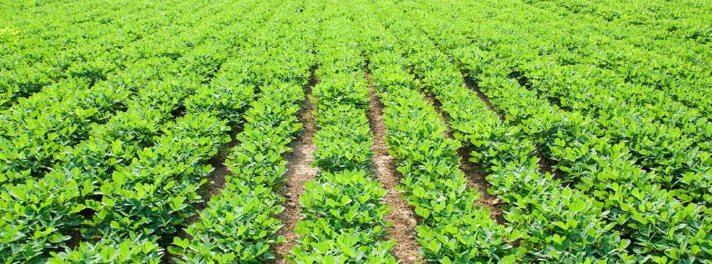 El Momento Ideal Para Plantar Cacahuetes Descubre En Qu Mes Hacerlo