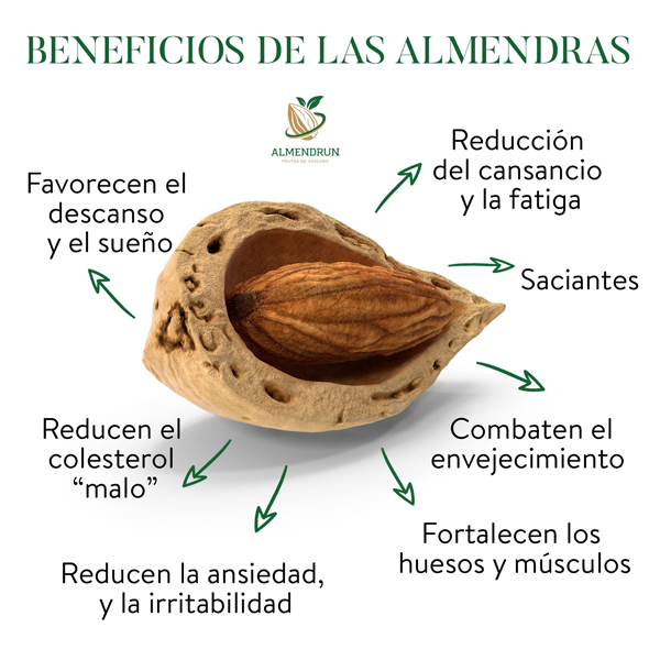 Almendra: Fruta O Semilla Y Sus Beneficios Para La Salud