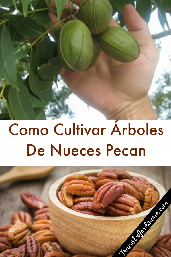 Gu A Completa Para Sembrar Y Cultivar Nueces Pecanas En Casa